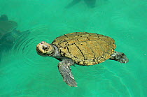 Kemp's ridley turtle {Lepidochelys kempii} swimming, captive, Gulf of Mexico, Mexico 2002