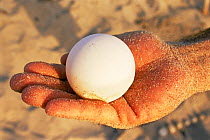 Egg of Leatherback turtle {Dermochelys coriacea} held in hand, showing large size. Juno beach, Florida, USA