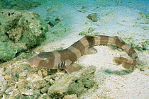 Brownbanded bamboo shark {Chiloscyllium punctatum} juvenile, Malapascua Island, Philippines