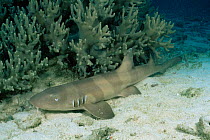 Brownbanded bamboo shark {Chiloscyllium punctatum} juvenile (bands starting to fade) Malapascua Island, Philippines