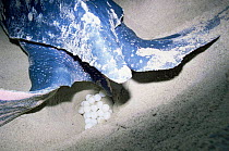 Leatherback turtle {Dermochelys coriacea} laying eggs in nest on beach, Trinidad, Caribbean