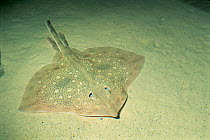 Biscuit / False thornback skate {Raja straeleni} captive, from West to South Africa