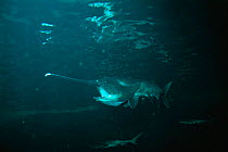 Mississippi paddlefish {Polyodon spathula} captive