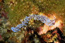 Blue dragon nudibranch {Pteraeolidia ianthina} Gato Island, Cebu, Philippines