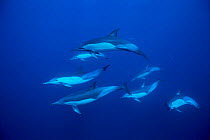 Common dolphins {Delphinus delphis} South Africa