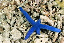 Blue sea star {Linckia laevigata} regenerating two arms, Malapascua Island, Cebu, Philippines