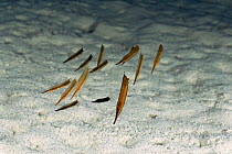 Juvenile Shrimpfish / Razorfish {Aeoliscus strigatus} mimic floating blades of seagrass, Malapascua Island, Cebu, Philippines