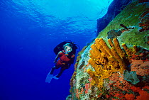 Diver at Diamond Rock, Saba, Caribbean. Volcanic basalt rocks are encrusted with sponges.