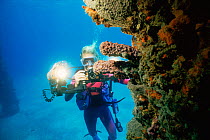 Diver photographing corals on Frederickstad Pier wreck, St Croix, US Virgin Islands, Caribbean
