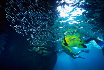 Snorkelers and bait fish at 'Treasure Caves', Norman Is, British Virgin Islands, Caribbean