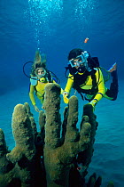 Divers looking at Pillar coral {Dendrogyra cylindrus} Virgin Islands, Caribbean