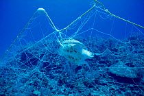 Green turtle {Chelonia mydas} caught in 'ghost' fishing net, Cayman Islands, Caribbean