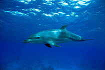 Bottle nosed dolphin {Tursiops truncatus} 'Spot' a lone wild sociable dolphin, Cayman Islands, Caribbean