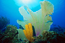 Yellow tube sponge {Aplysina fistularis} and Sea fan coral {Gorgonia ventalina} Cayman Islands, Caribbean