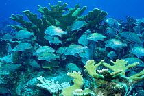 Caesar grunts {Haemulon carbonarium} shelter under Elkhorn coral {Acropora palmata} Cayman Brac, Cayman Islands, Caribbean
