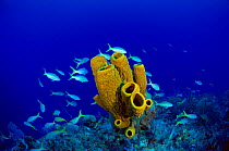 Yellow tube sponge {Aplysina fistularis} with Yellowtail snappers {Ocyurus chrysurus Cayman Brac, Cayman Islands, Caribbean