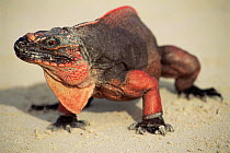 Allen's Cay rock iguana {Cychlura inornata} Bahamas