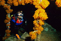 Diver and Orange cup corals {Tubastrea coccinea} on Tugboat wreck at night, Curacao, Netherlands Antilles, Caribbean