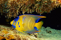 Juvenile Queen angelfish {Holacanthus ciliaris} Bahamas, Caribbean