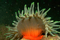 Giant sea anemone {Condylactis gigantea} Dominica, Caribbean