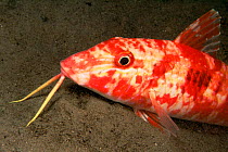 Spotted goatfish {Pseudupeneus maculatus} using barbels to probe for food in sand, Dominica, Caribbean