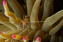 Spotted cleaner shrimp {Periclimenes yucatanicus} in Giant sea anemone {Condylactis gigantea}  Dominica, Caribbean
