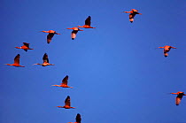 Scarlet ibis {Eudocimus ruber} flying to roost, Caroni swamp, Trinidad, Caribbean