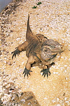 Little cayman gray rock iguana {Cyclura nubila caymanensis} captive, critically endangered.