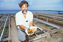 Caicos conch farmer, Chuck Hesse, holding farm-bred juvenile Queen conches {Strombus gigas} Turks and Caicos Islands, Caribbean
