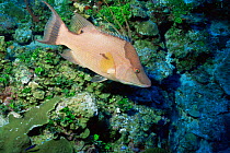 Hogfish {Lachnolaimus maximus} West Bay, Grand Cayman Island, Caribbean