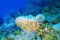 Barrel sponge {Geodia neptuni} Cayman Brac, Cayman Island, Caribbean