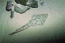 Lesser guitarfish {Rhinobatus annulatus} camouflaged on seabed, captive, from Southern Africa
