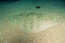 Butterfly / Diamond ray {Gymnura natalensis} camouflaged on seabed, captive, from Southern Africa