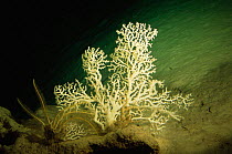 Pourtales' fan coral {Madrepora carolina} viewed from submersible growing at about 900 ft depth. Grand Cayman Island, Caribbean