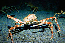 Giant japanese spider crab {Macrocheira kaempferi} captive, from Japan, largest arthropod in the world