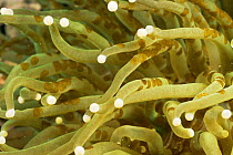 Acoel flatworm {Waminoa sp} commensal on tentacles of Hard coral {Euphyllia glabrescens} Gato Island, Cebu, Philippines