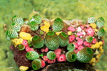 Colourful collection of Tunicates {Didemnum sp} on seabed, Palau, Micronesia
