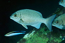 Blue sea chub / Topsail drummer fish {Kyphosus cinerascens} Sipadan, Borneo, Malaysia