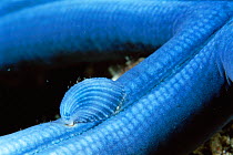 Parasitic sea snail {Thyca crystallina} camouflaged on arm of blue sea star {Linckia laevigata} Mabul Island, Sabah, Borneo, Malaysia
