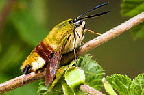 Broad Bordered Bee Hawkmoth {Hemaris fuciformis} captive, UK.