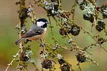 Coal Tit {Periparus ater} perching on branches with Larch cones, West Sussex, UK.