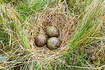 Curlew nest {Numenius arquata} with three eggs, Upper Teesdale, County Durham, England.