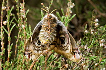 Emporer Moth {Saturnia pavonia} female laying egg on Heather, captive, UK.