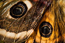 Emporer Moth male {Saturnia pavonia} close up of eye spots wing detail, captive, UK.