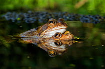 Common Frogs {Rana temporaria} in amplexus, mating amongst spawn, Hertfordshire, UK.