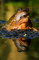Common frogs {Rana temporaria} in amplexus mating among spawn, Hertfordshire, UK