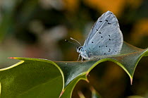 Holly Blue butterfly {Celastrina argiollus} profile on Holly leaf, Hertfordshire, UK.