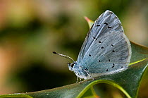 Holly Blue butterfly {Celastrina argiollus} on Holly leaf, Hertfordshire, UK.