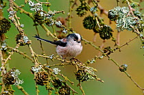 Long tailed tit {Aegithalos caudatus rosaceus} perching on branch with Larch cones, West Sussex, UK.