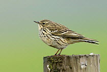 Meadow pipit {Anthus pratensis} portrait on fence post, Upper Teesdale, County Durham, UK.